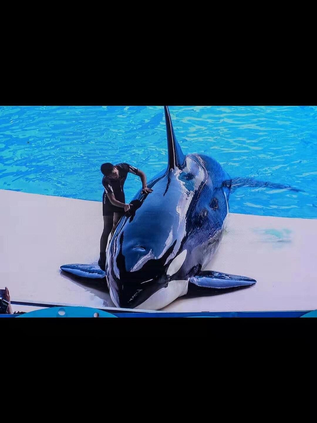 虎鲸,智商最接近人类的海洋哺乳动物 虎鲸,海豚科中体型最大的物种,是