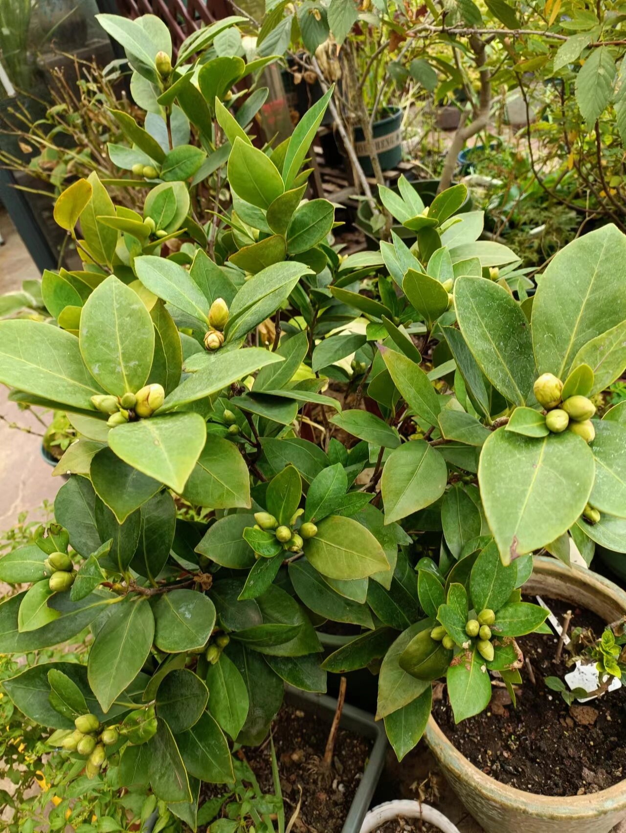 杯金托紫茶花图片