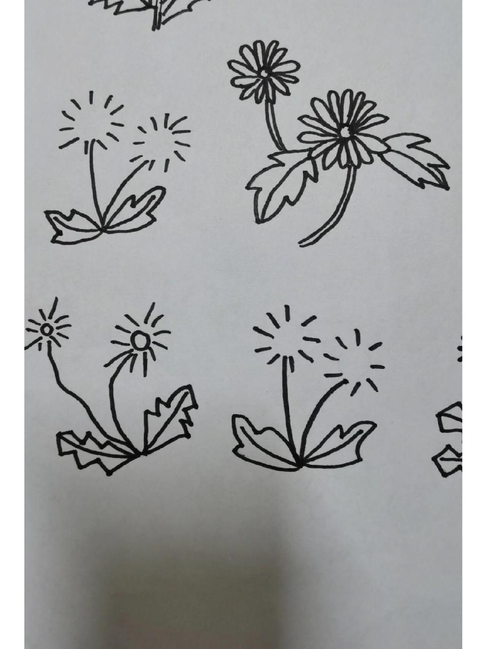 简笔画植物～蒲公英.