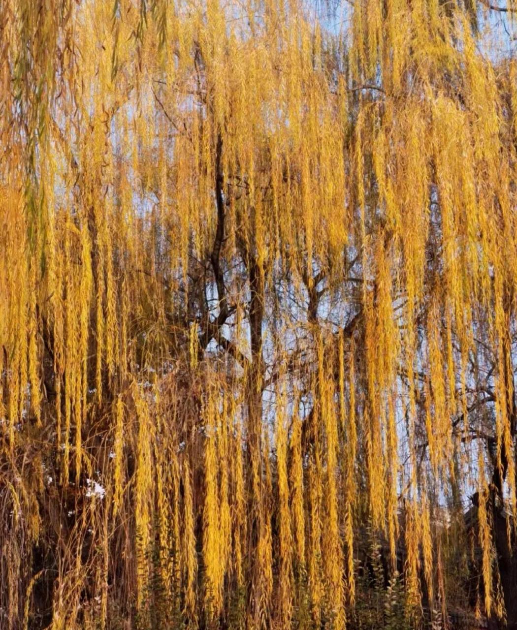 秋天的柳树,在秋风的吹拂下,渐渐地变了颜色.