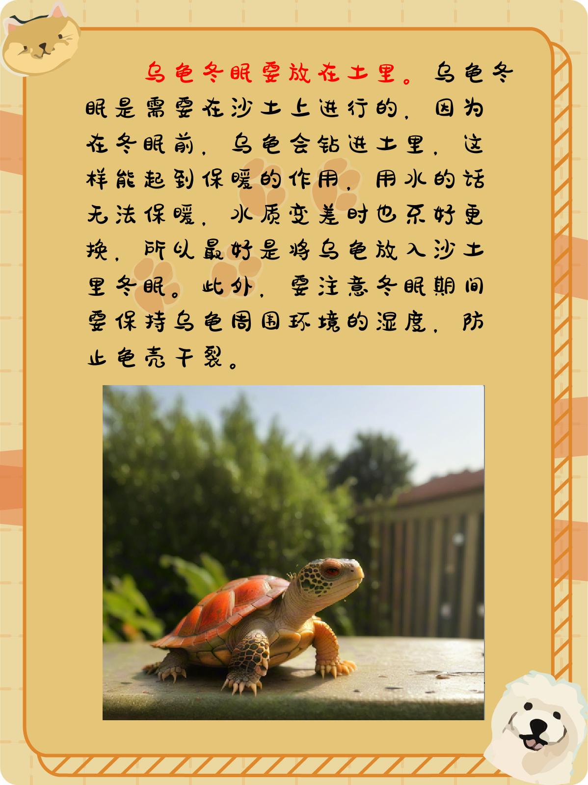 这是因为乌龟需要一个安静,温暖的环境来度过冬季.