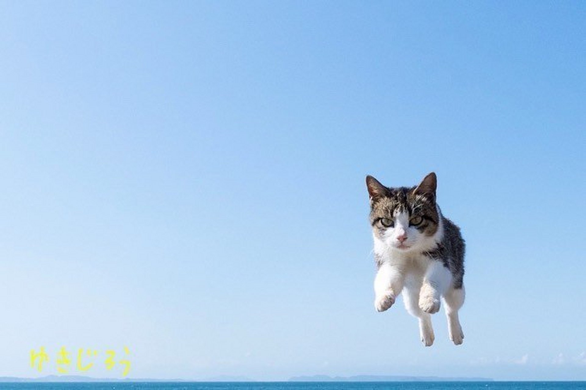 飞起来的小猫咪们!太可爱了!