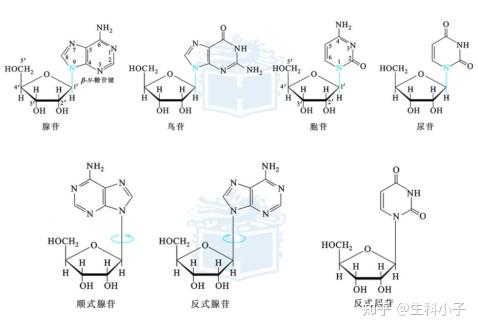 生化知识点12碱基核苷核苷酸
