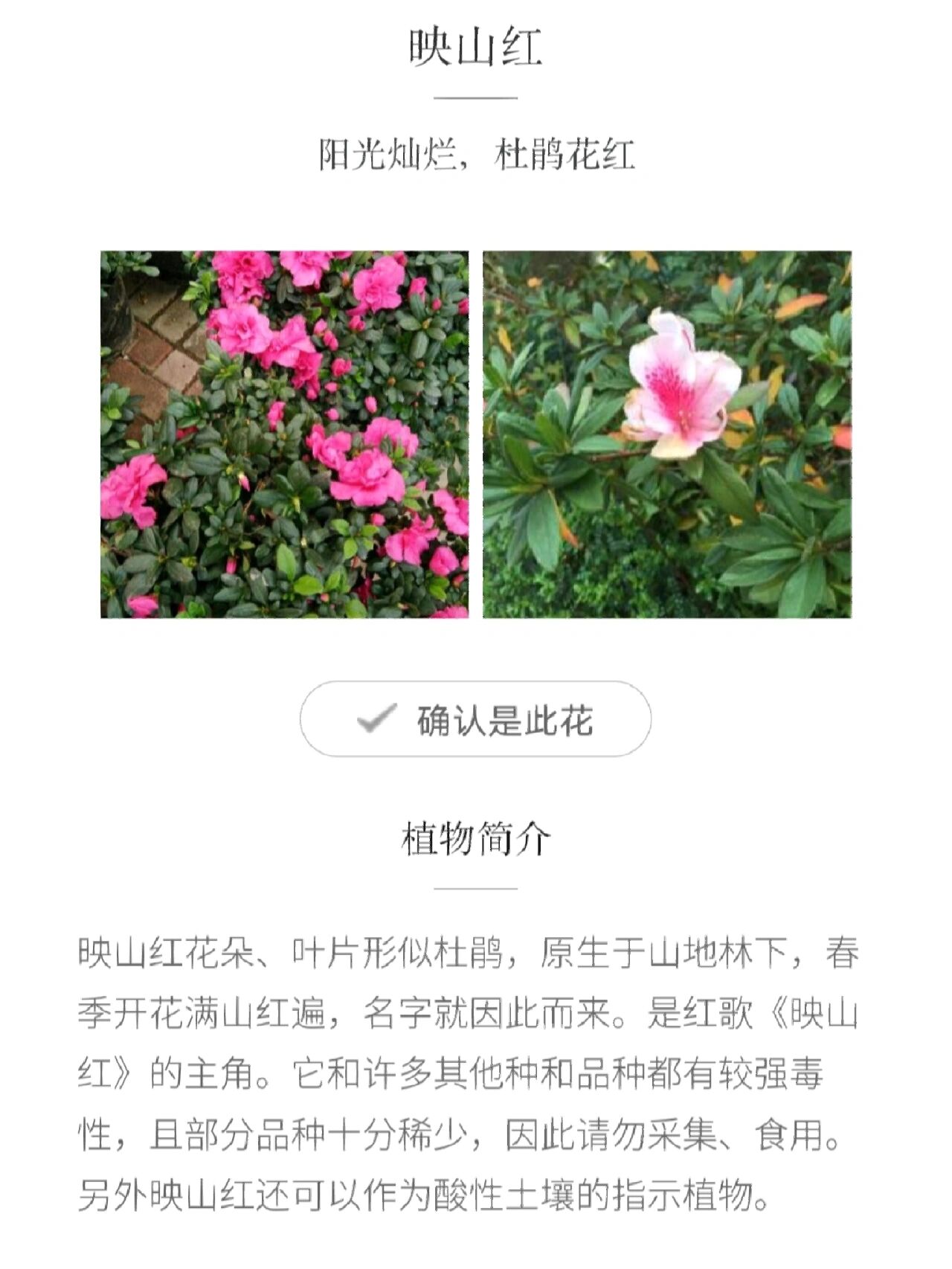 西洋杜鹃 西洋杜鹃 一,植物介绍 西洋杜鹃叶色葱郁,花色艳丽,花期长久
