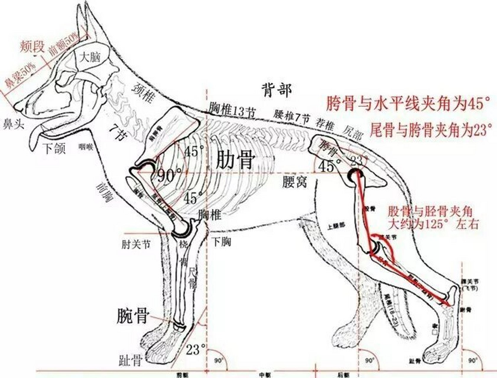 训练德牧幼犬的步骤图片