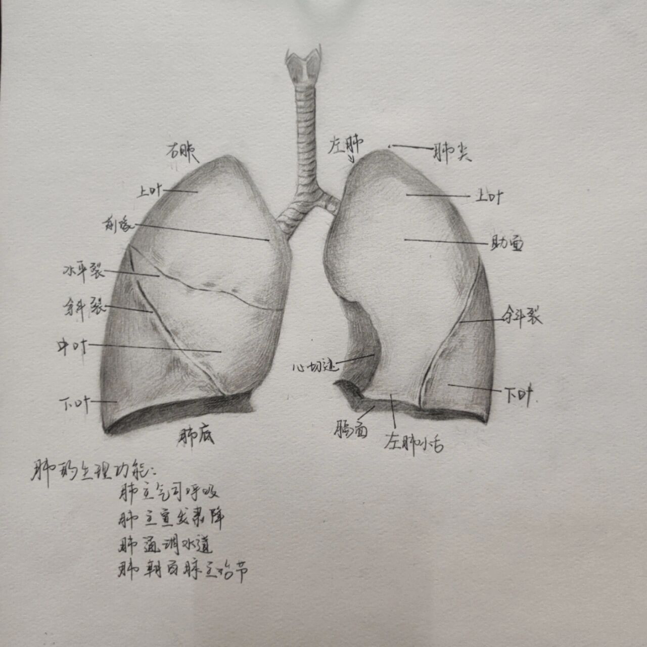 支气管肺部解剖图手绘 第一次接到的单也是第一次画这种器官 虽然还是