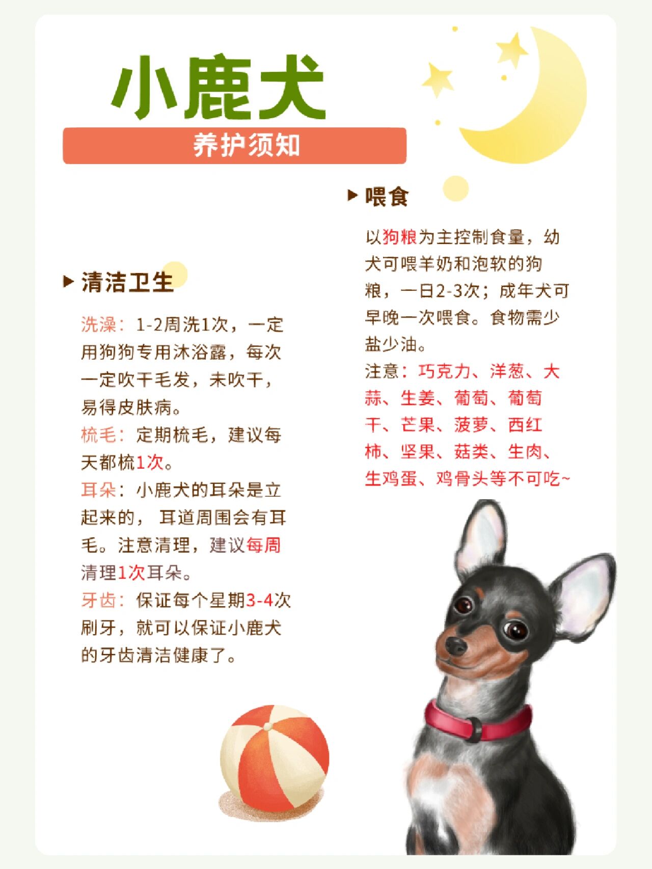 小鹿犬喂食标准图片