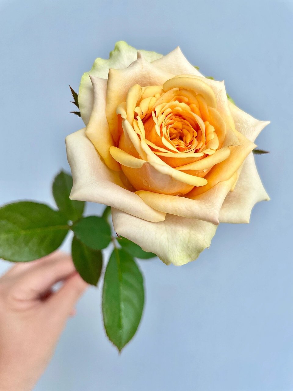 广东月季-迪威娜.