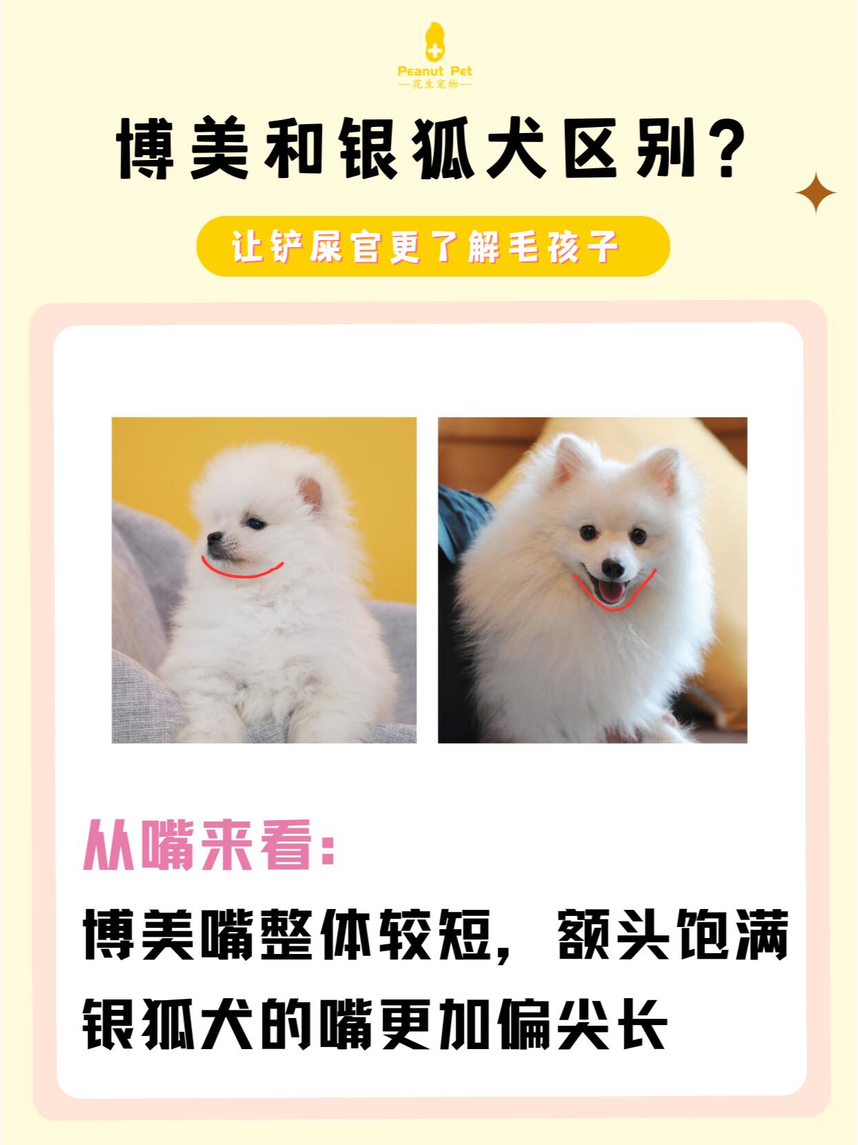 今天教大家如何辨别博美和银狐犬 11566从嘴来看: 8215博美嘴