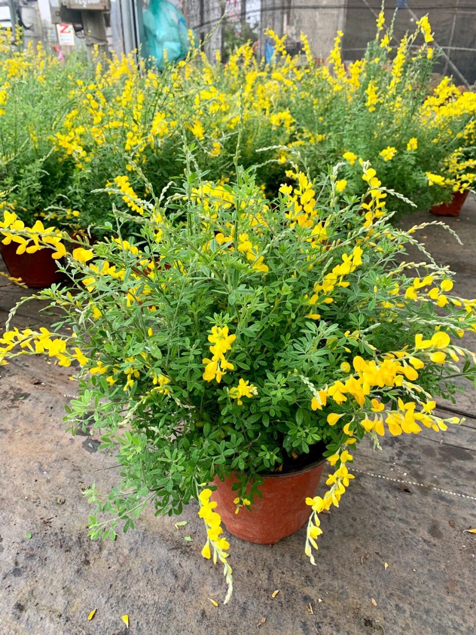 金雀花 金雀花的花语寓意是优雅整洁,可以用来象征拥有这个特质的人