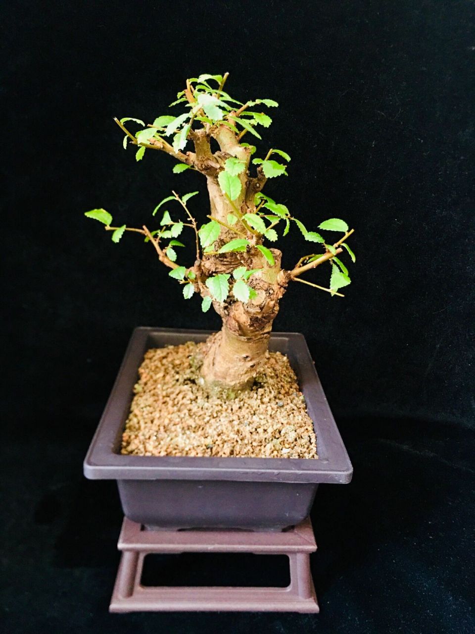 小叶榔榆盆景 红芽小叶榔榆,遇到合适的温度,新叶会发红养了十多年了