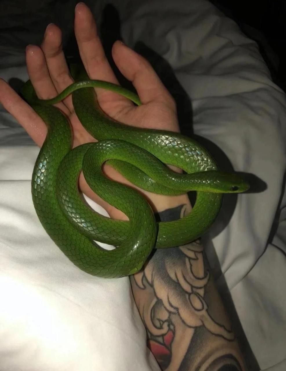 国产蛇翠青饲养教程 苗 压成 成体都有 翠青饲养方法 1.