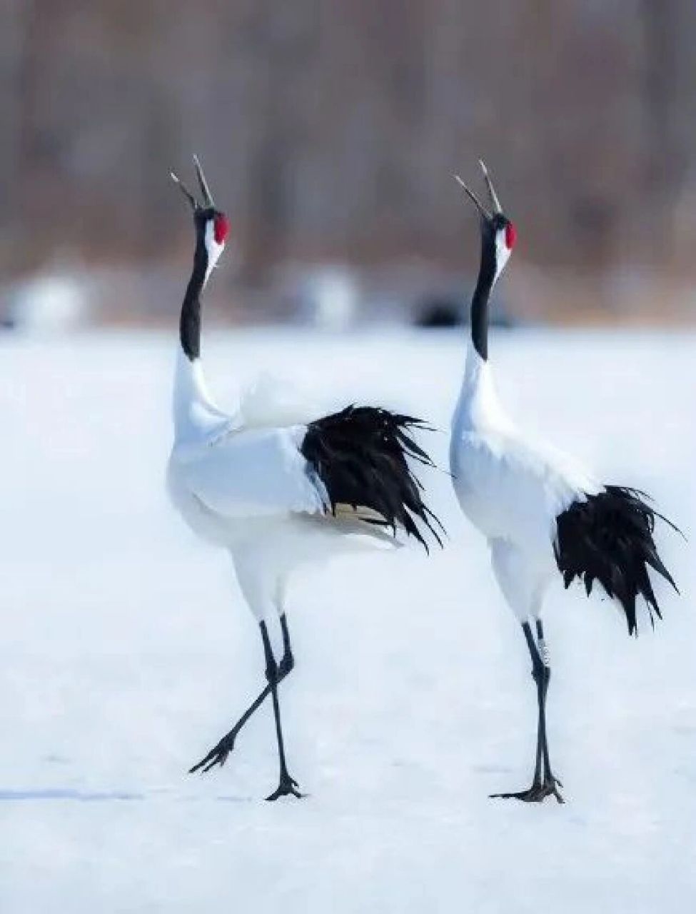 975_1280竖版 竖屏