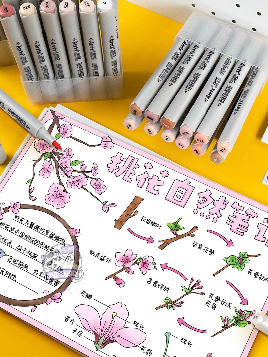 桃花自然笔记手抄报🌸