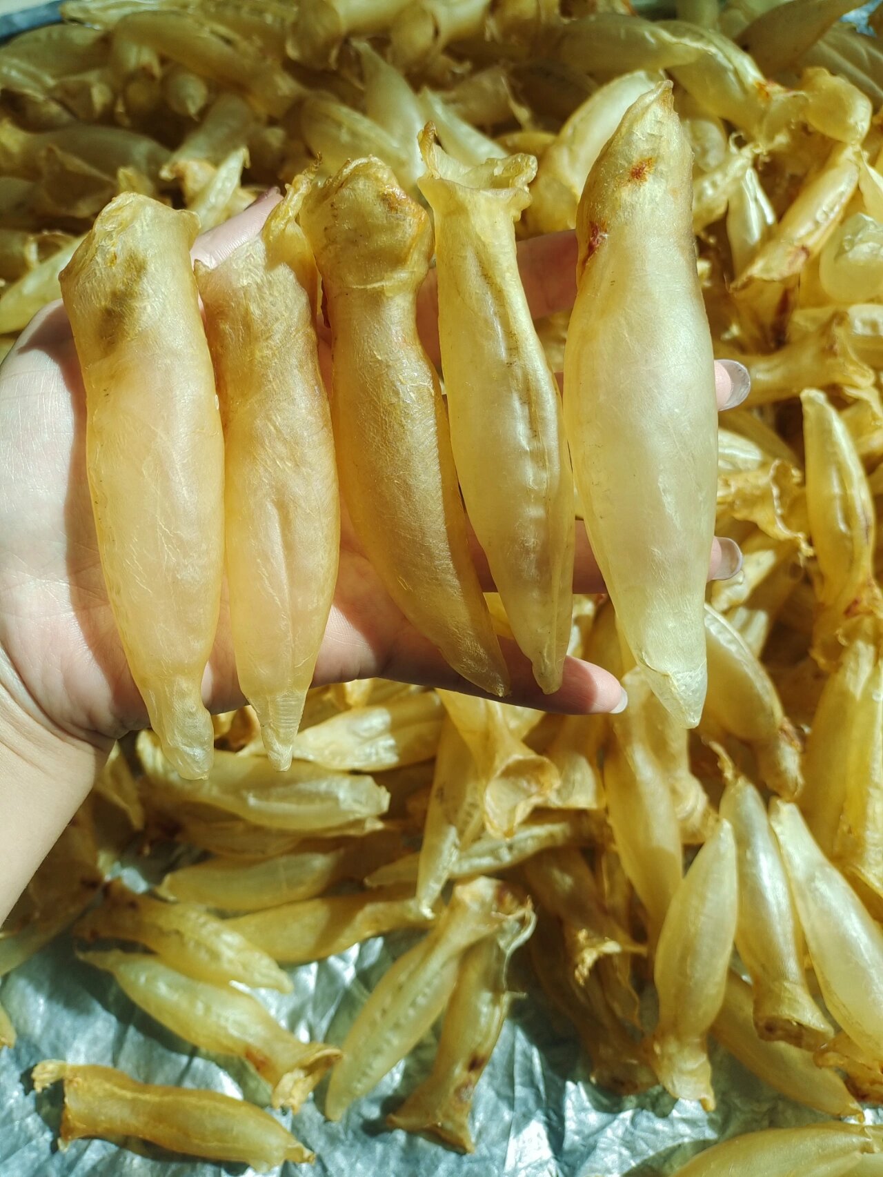 125头的越南蜘蛛胶 【越南籍蜘蛛公胶)99马来蜘蛛公的"平价替代版"