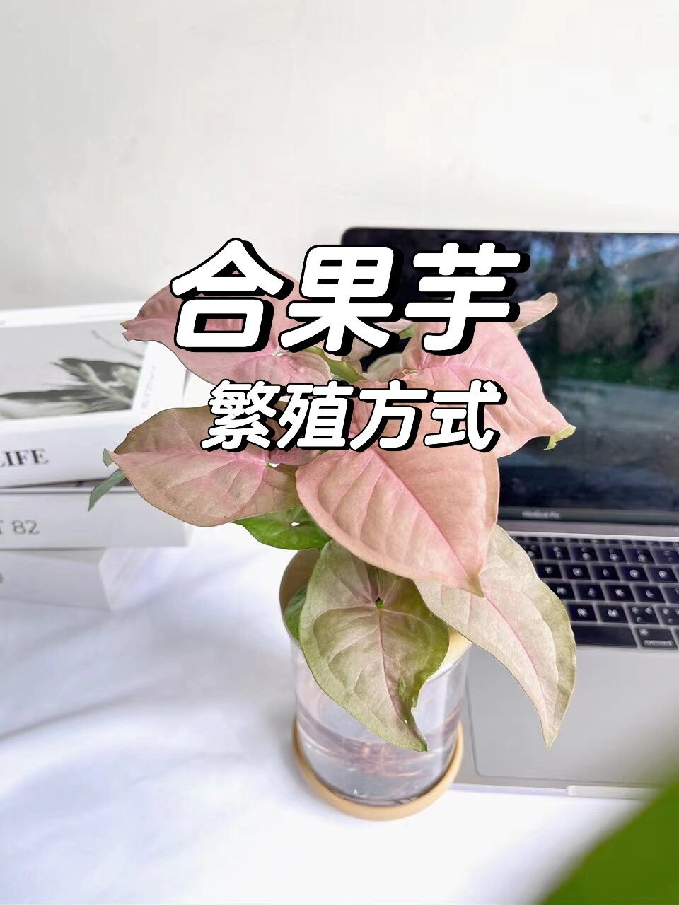 合果芋的扦插繁殖图片