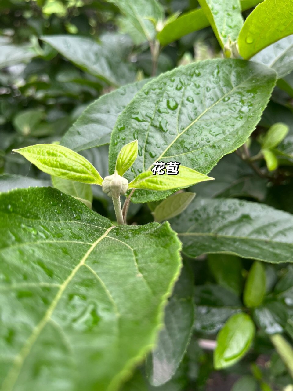 5月份,中华木绣球长花苞了!
