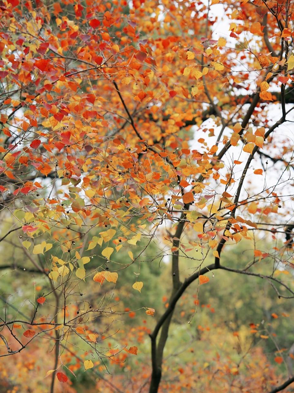 秋日美图/园林美图分享 #苏州园林# #秋天# #落叶# #治愈系风景