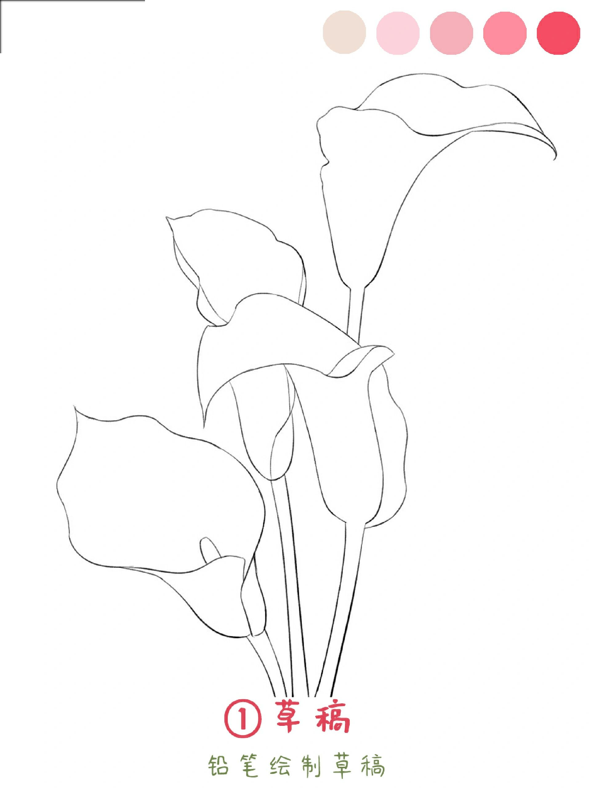 马蹄莲画法‖小物件插画教程