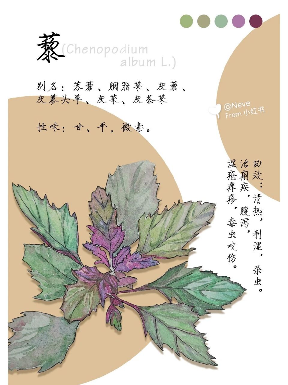 本草纲目—藜 78藜别名:落藜,胭脂菜,灰藜,灰蓼头草,灰菜,灰条菜.