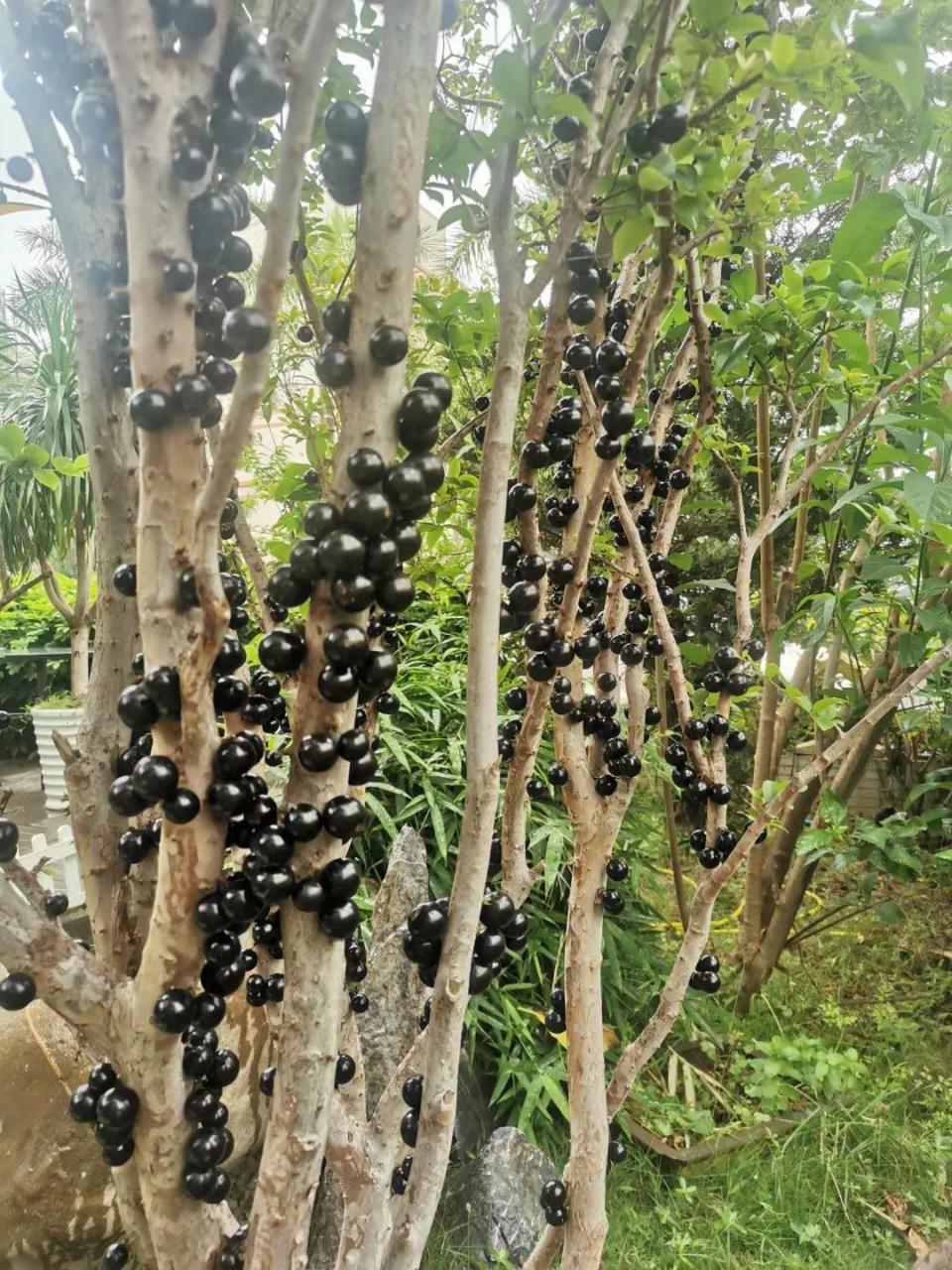 台湾引进的多宝果 台湾引进的多宝果,密集恐惧症者慎入.