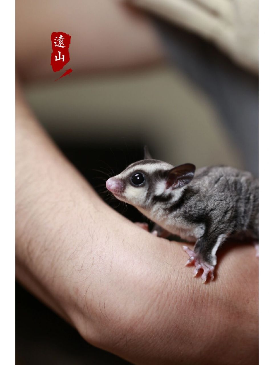 宠物小精灵-蜜袋鼬#蜜袋鼬# #宠物