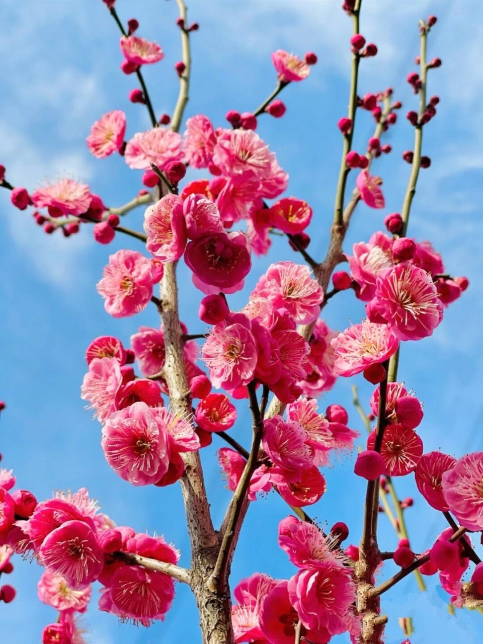 常见梅花品种图片