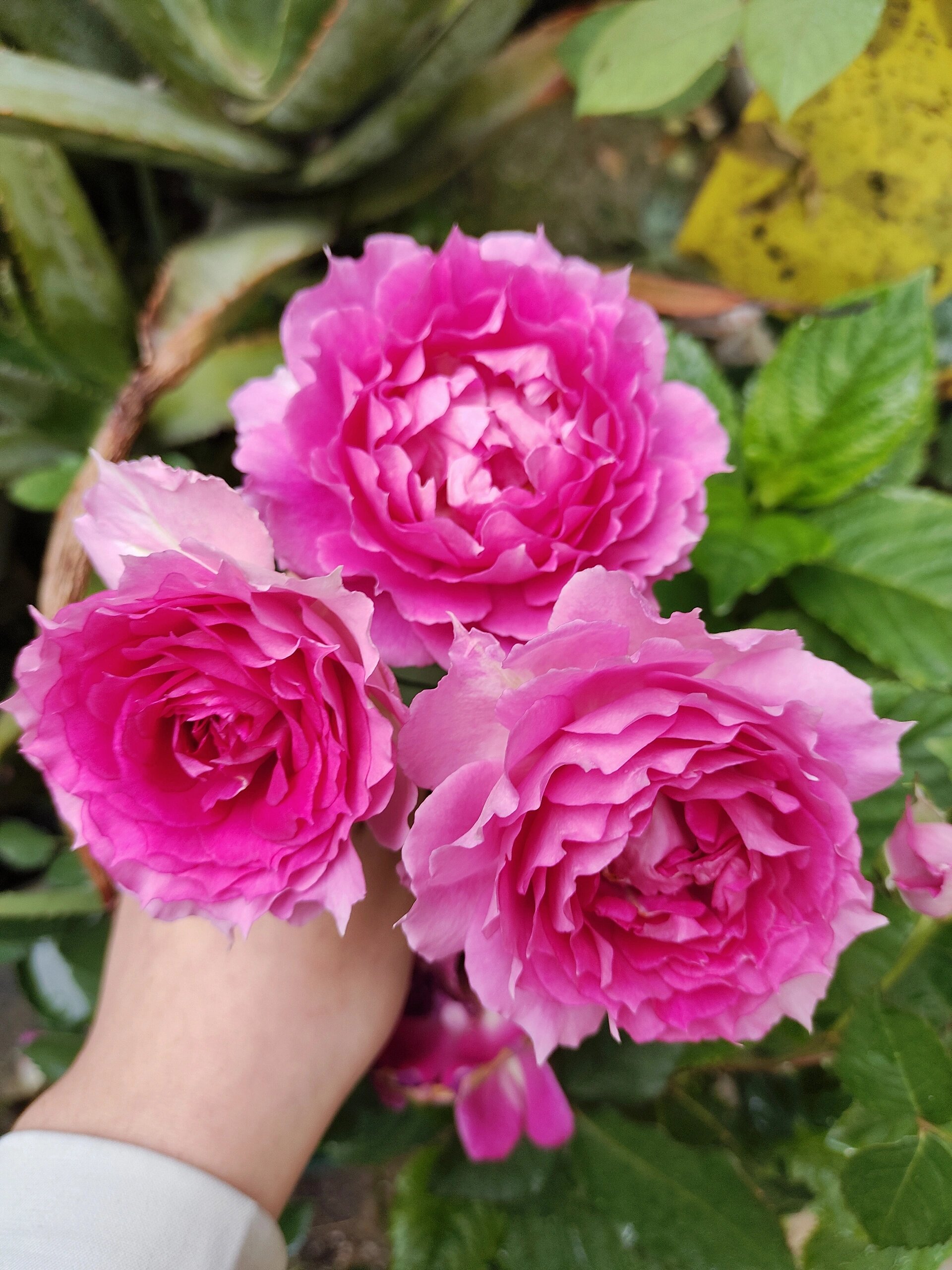 天方夜谭是一款花型花色都很优秀的月季品种,丰花勤花浓香抗病性好