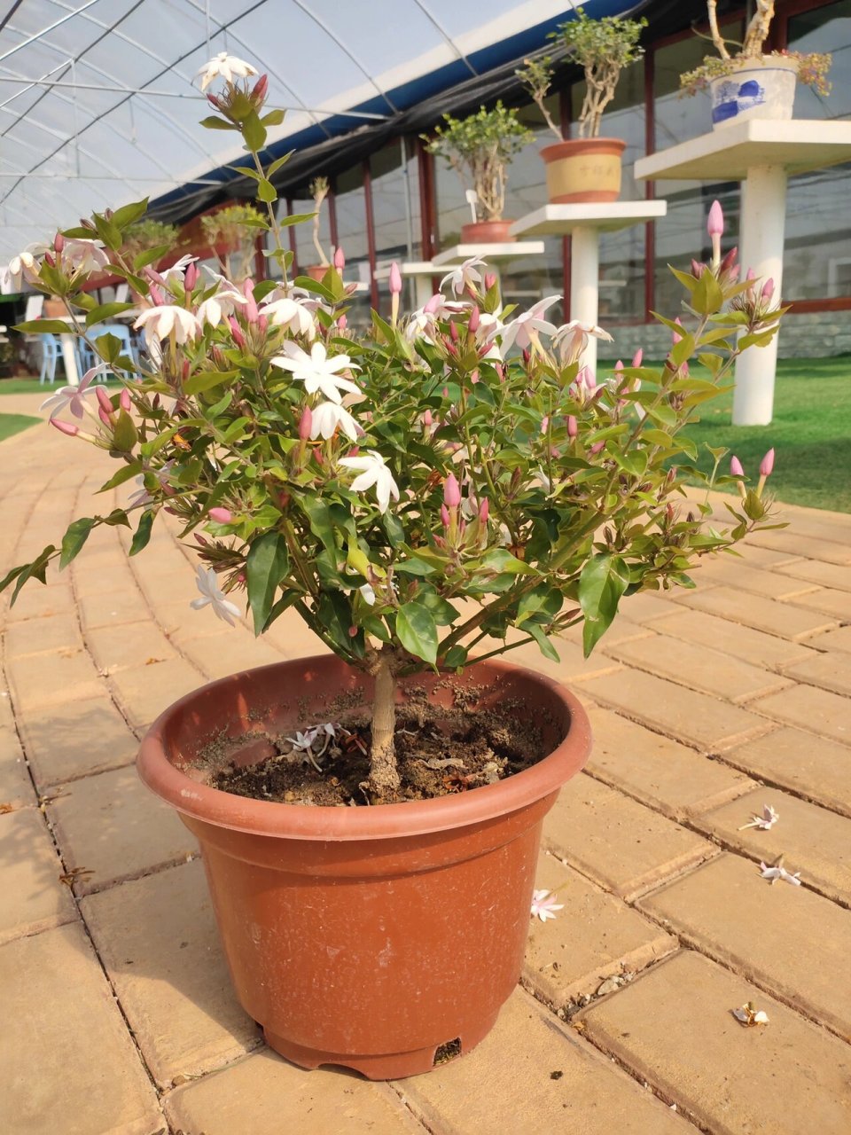 茉莉花一年四季的变化图片