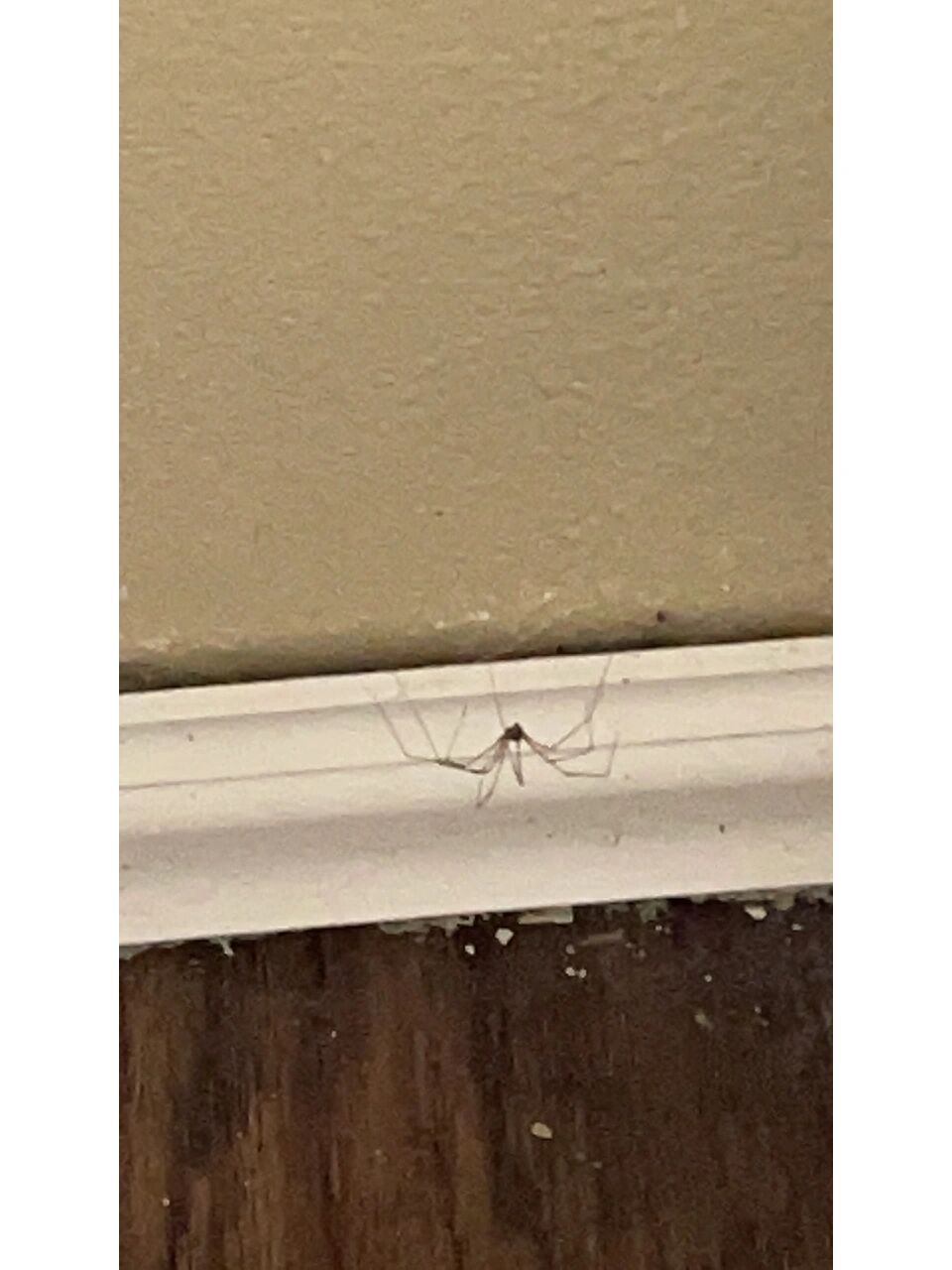 有人认识这是啥蜘蛛吗 第一次见虽然腿很细但看起来真的好大一个有没