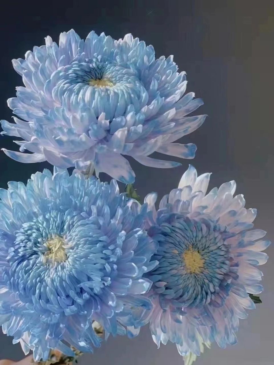 花语茶香|94每日识花牡丹菊 花语茶香|94每日识花 牡丹菊 花语