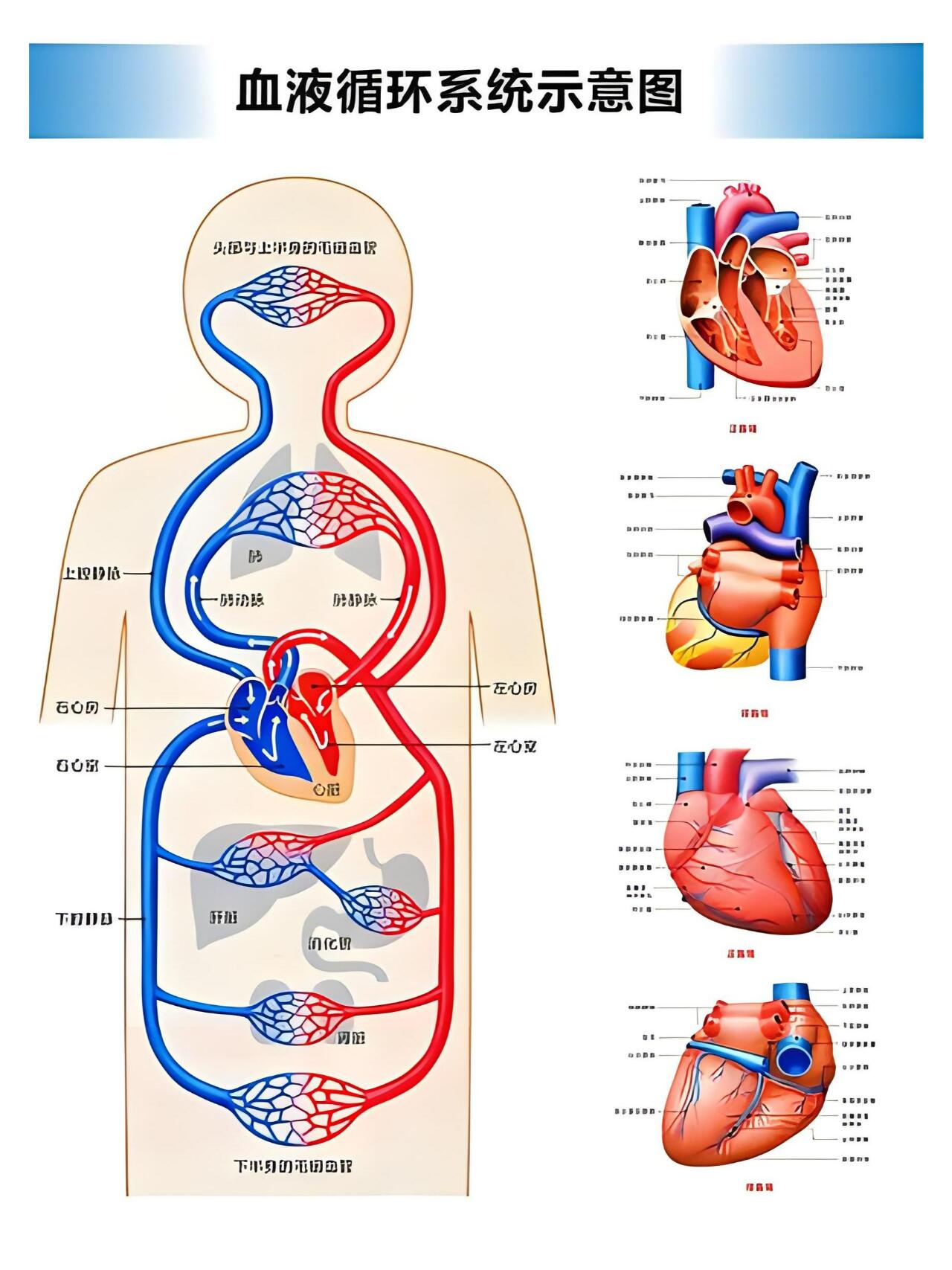 人体的血液循环路径图图片