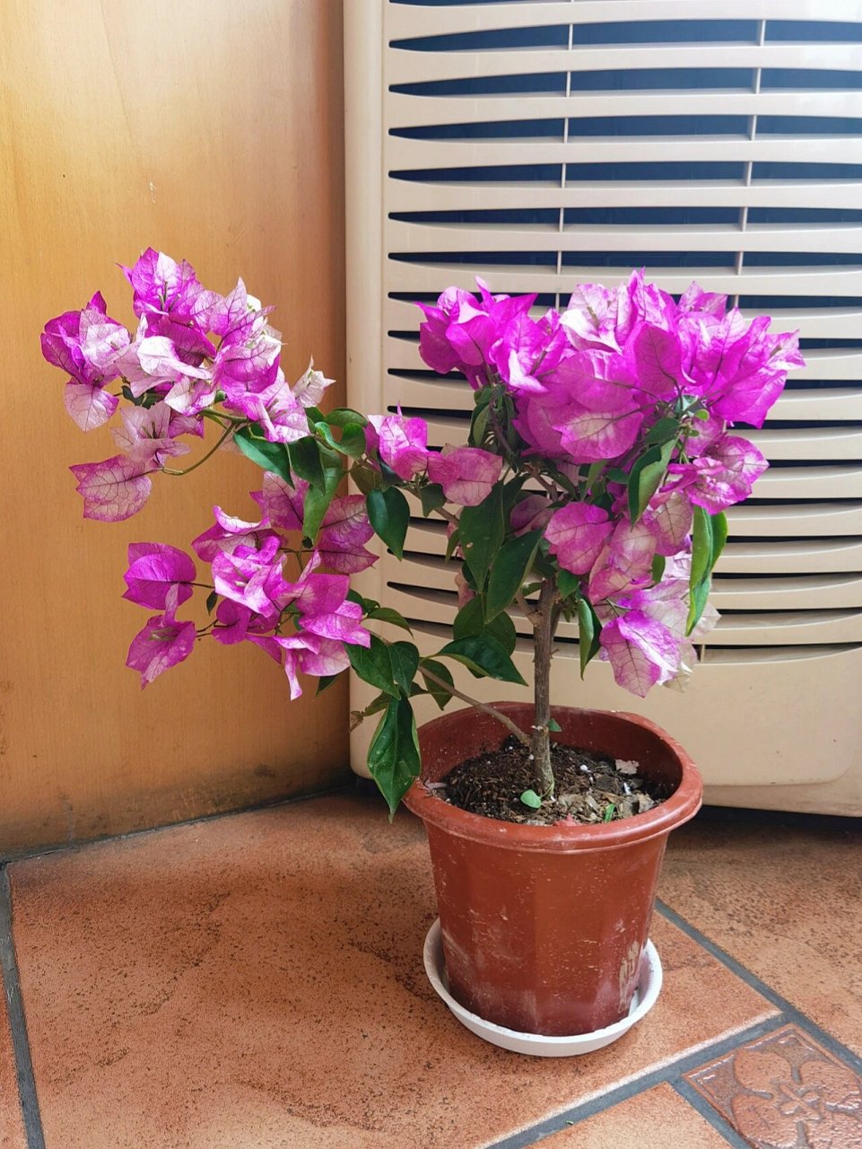 今天到货的末代皇帝三角梅 天津还是挺冷的,算是倒春寒吧!