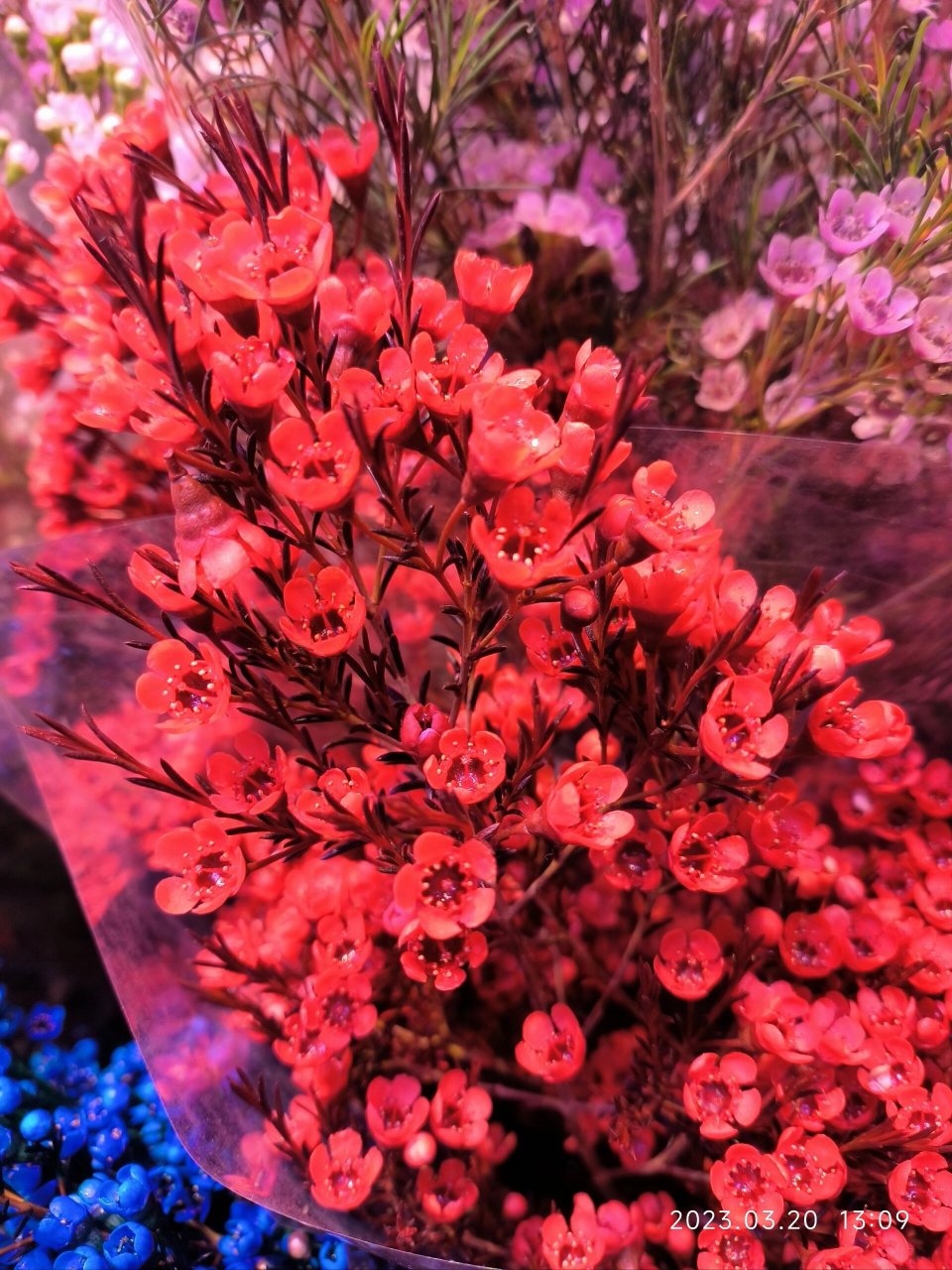 花店的腊梅——风蜡花 澳梅 蜡花 桃金娘科植物,即淘金彩梅,又名杰拉