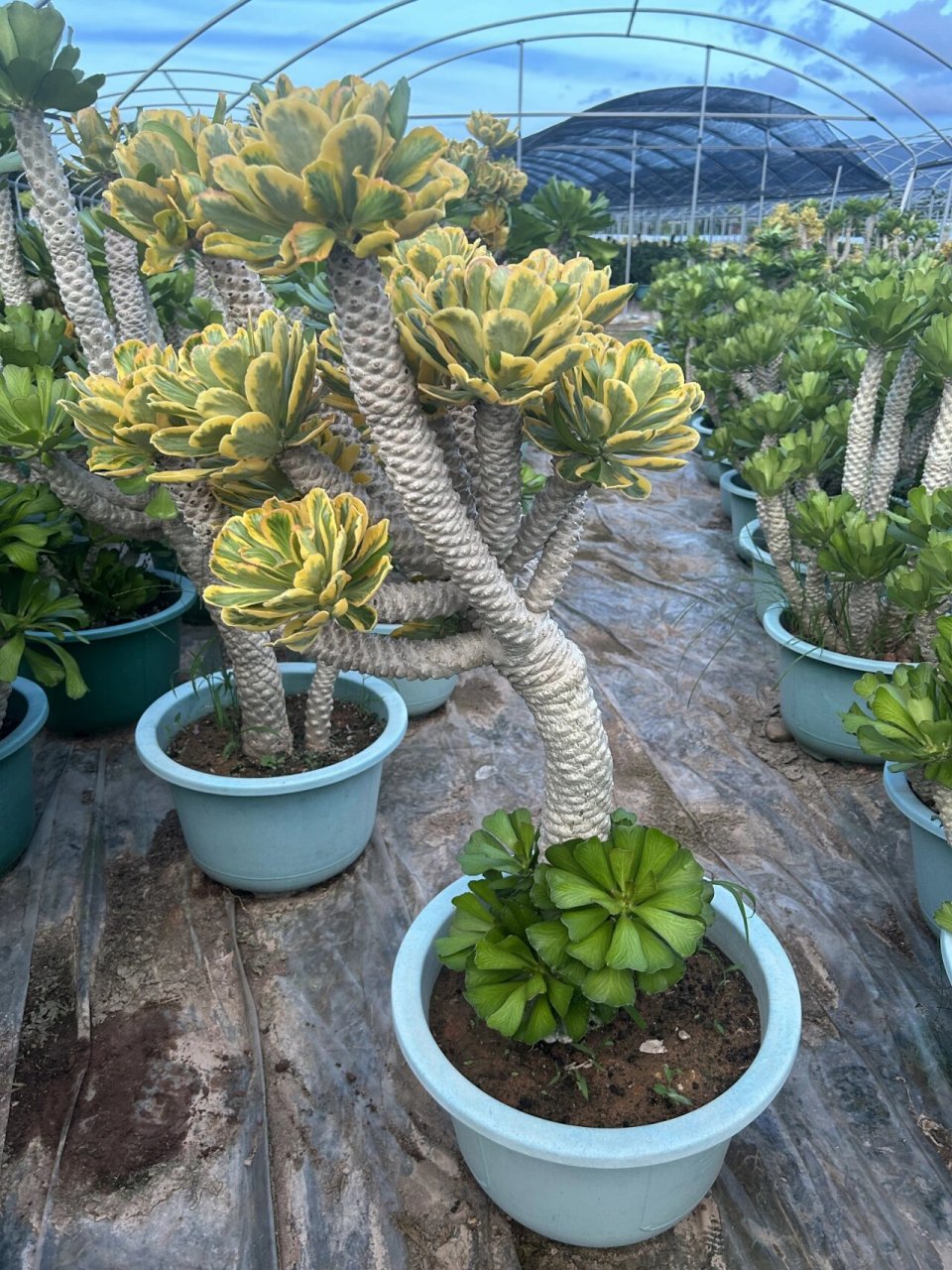 【基地直拍】扇贝麒麟锦98麒麟镇宅的瑞兽 非常适合放在家里的一款