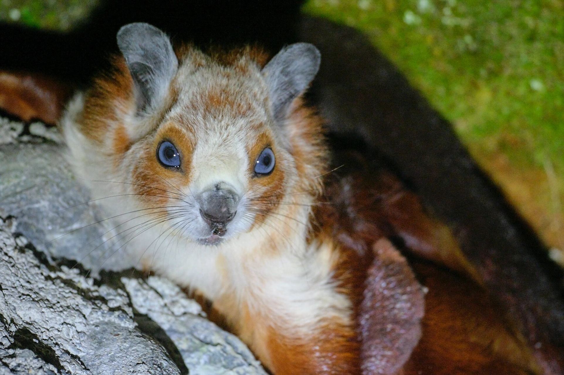 每日科普小课堂|喇叭河小明星:红白鼯鼠 每日科普小课堂|喇叭河小明星