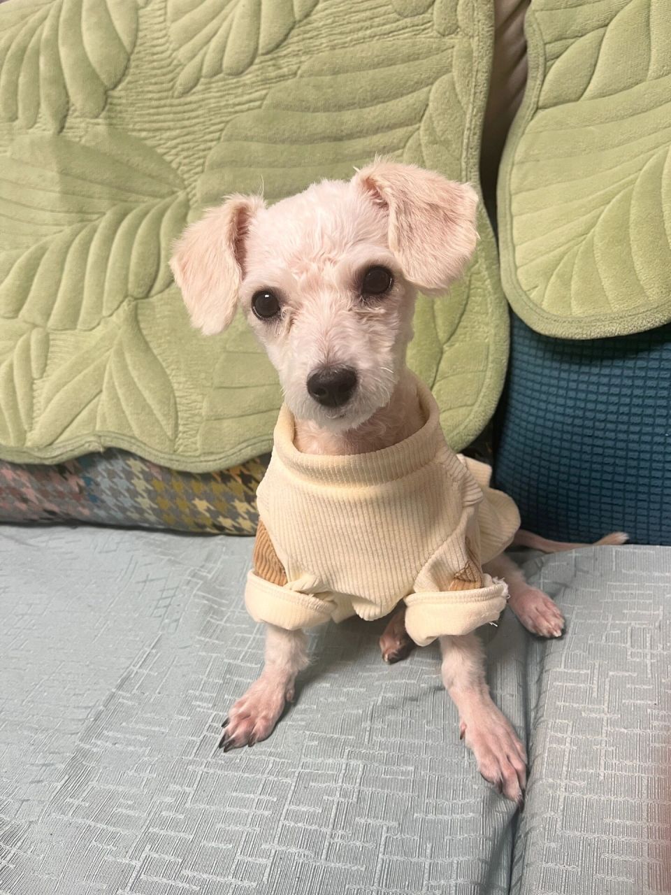 比熊剃毛后多久能恢复正常啊 汤圆子剃了毛以后 好酷 但是又觉得好丑