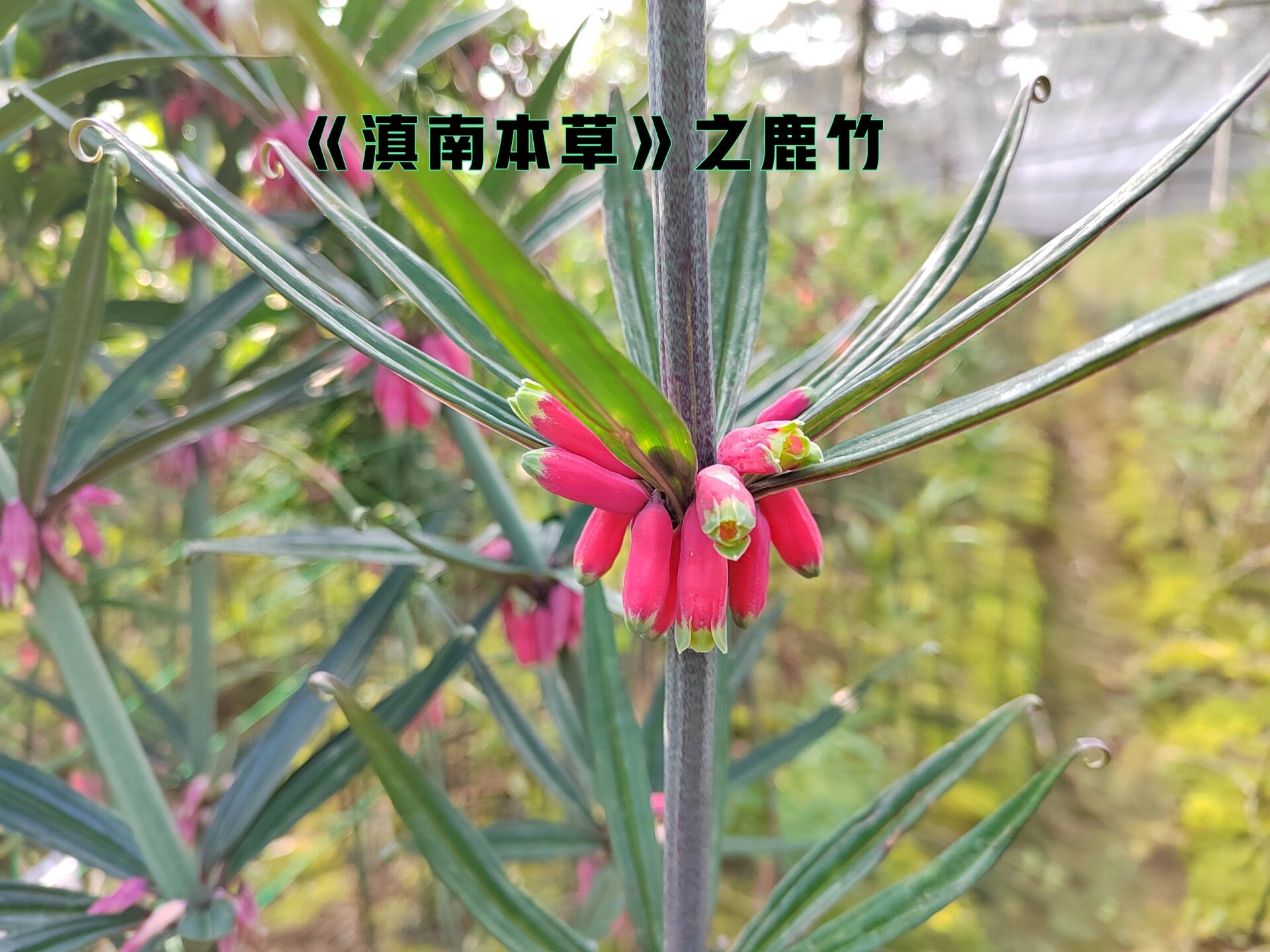 节节高别名图片