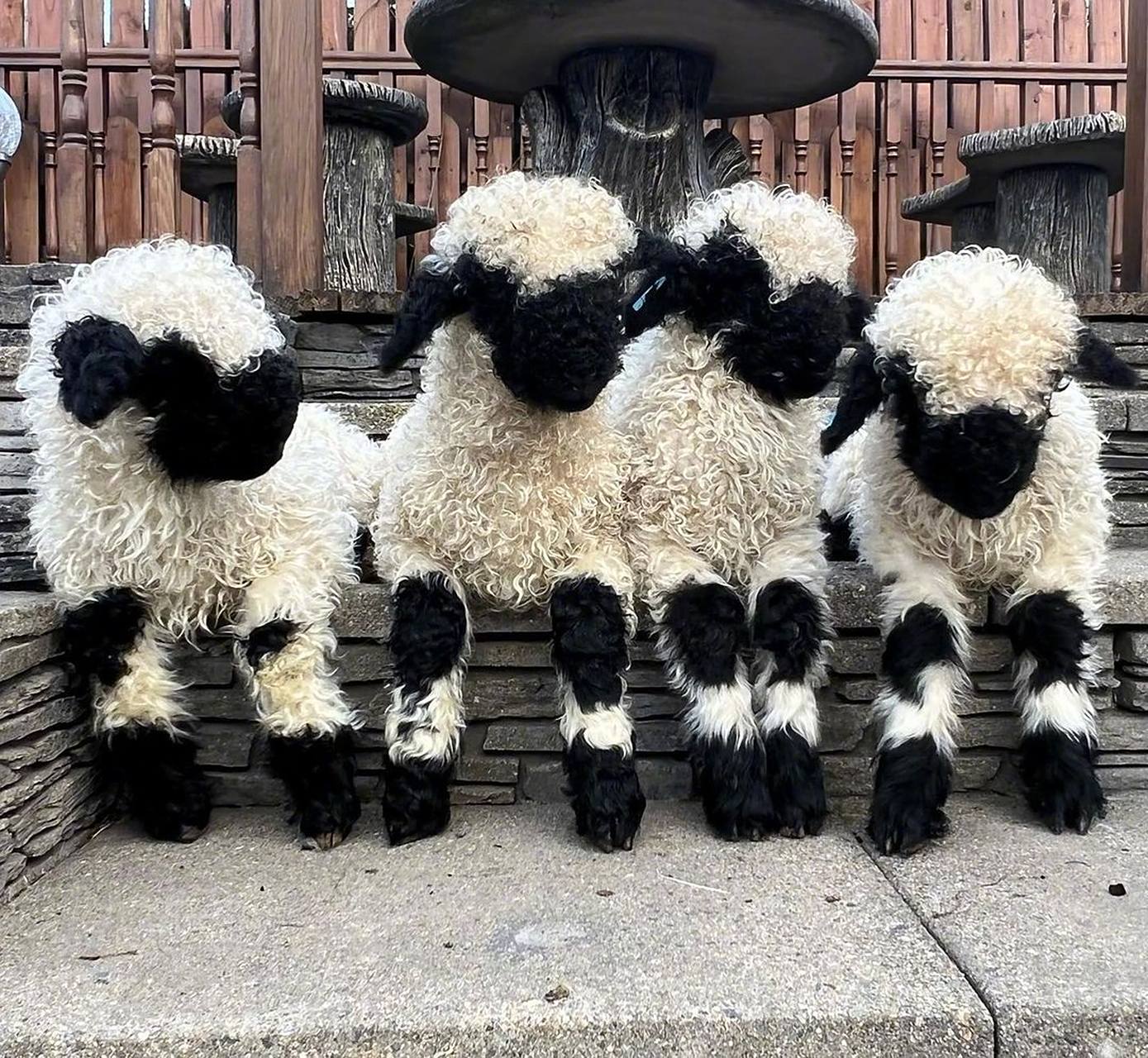 苏格兰黑脸羊就是一种凑近了也分辨不清五官怎么长的小羊