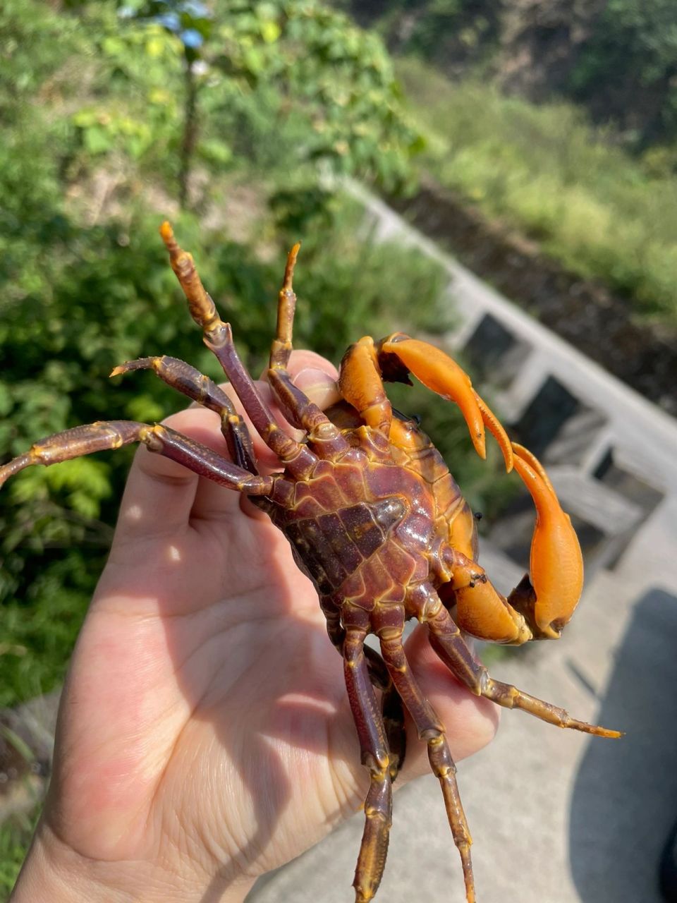 山螃蟹02 中秋的快乐很简单啊!老公心太软,全让放生了