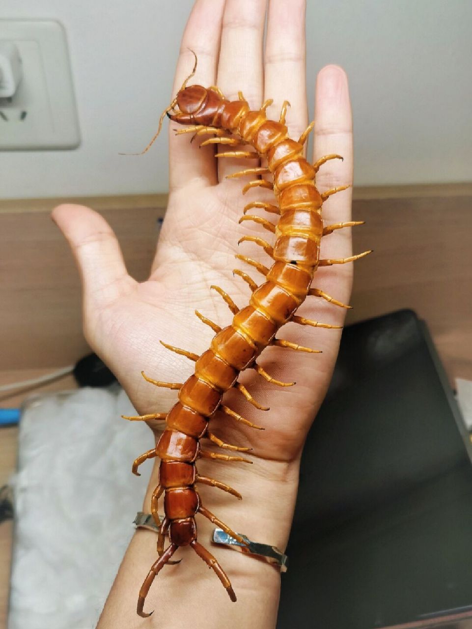 秘鲁浅色巨人蜈蚣标本 秘鲁浅色巨人蜈蚣标本 体型粗壮巨大,颜色鲜艳