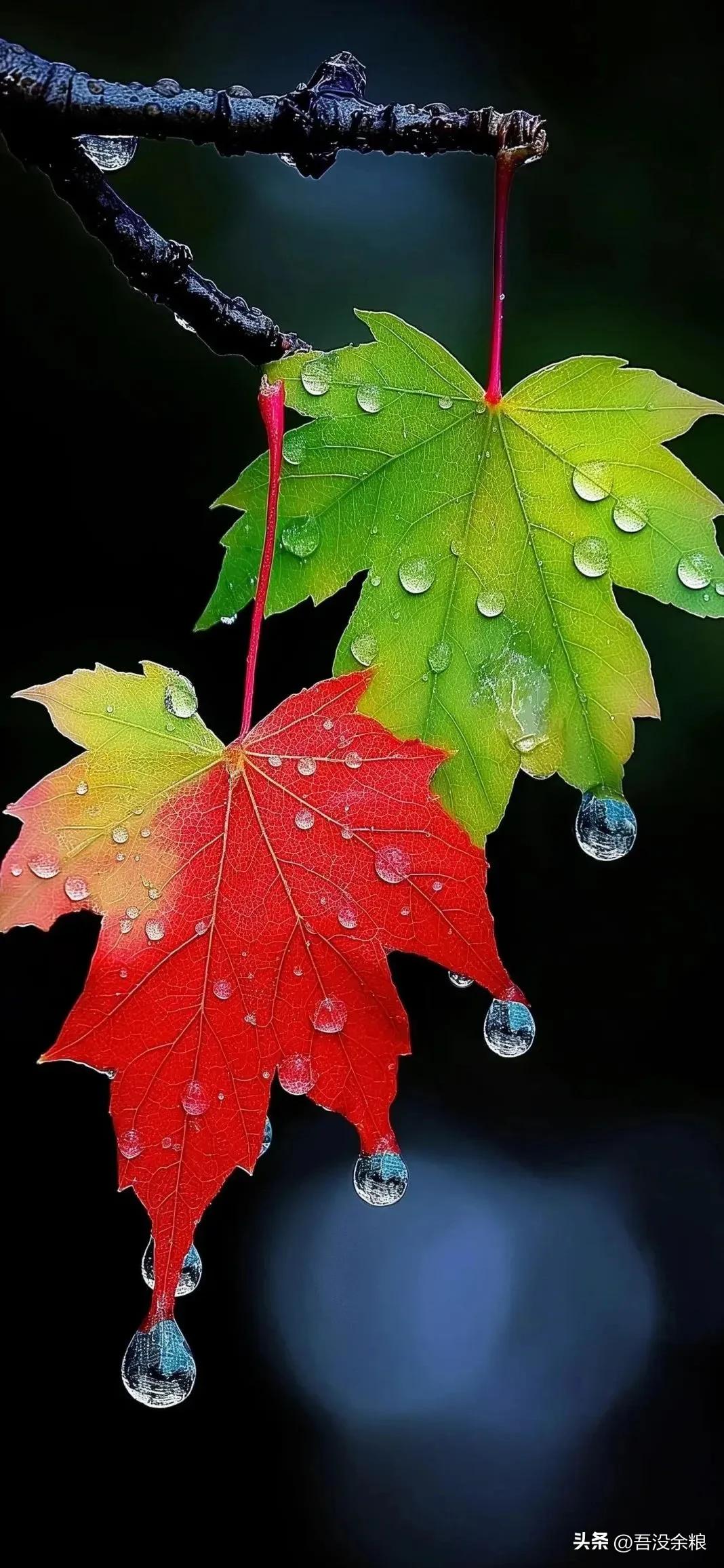 雨后初晴,漫步在小道上,那秋叶上的露珠着实惊艳到我了