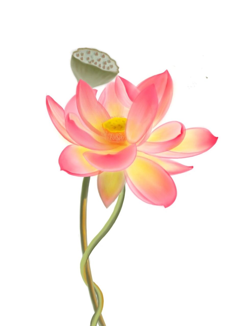 手绘插画荷花莲花 软件- 手绘插画荷花,求大佬指点第3张是原图,原图