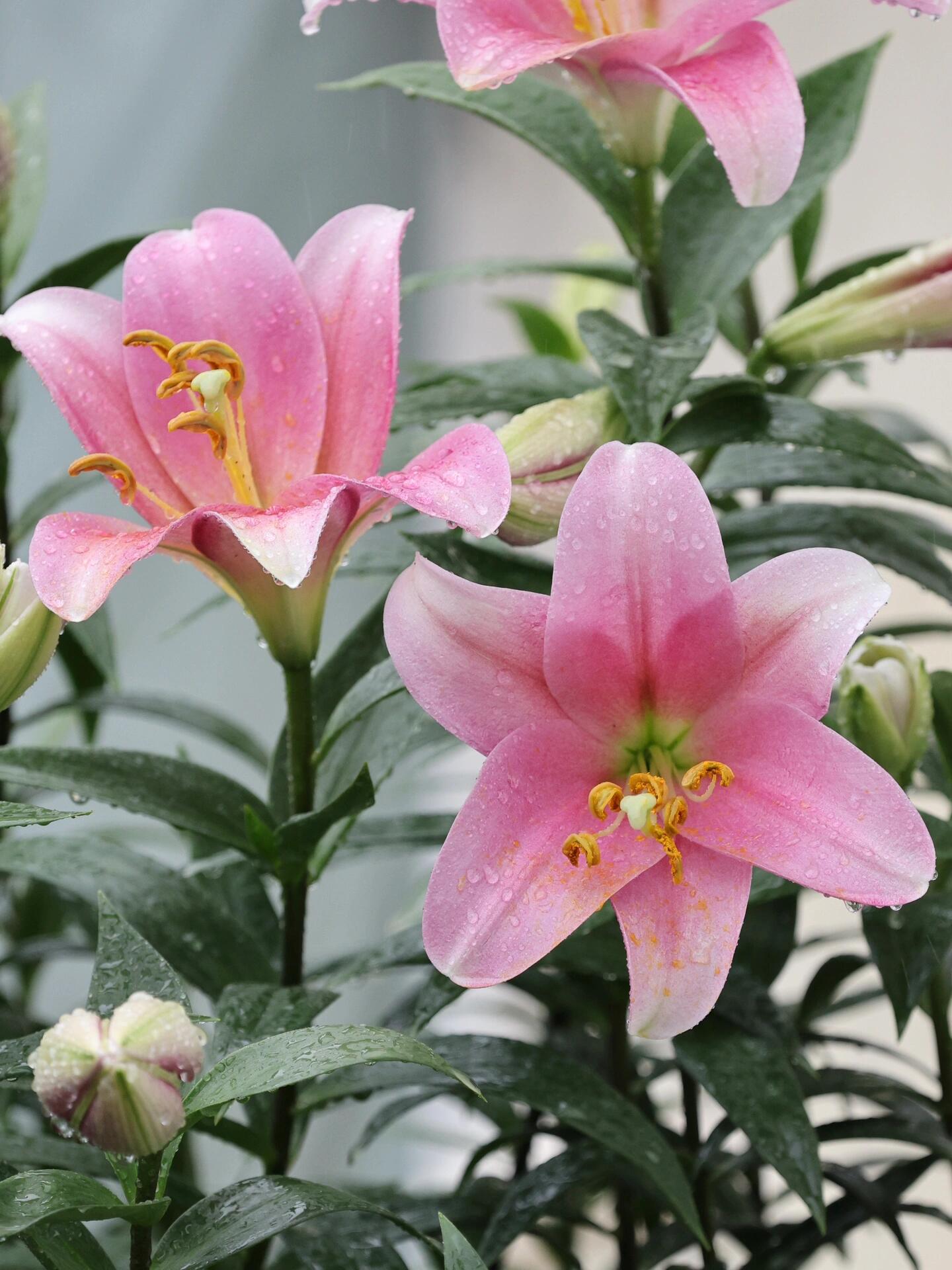 铁炮百合-舞女"秋雨中起舞的粉色麝香百合