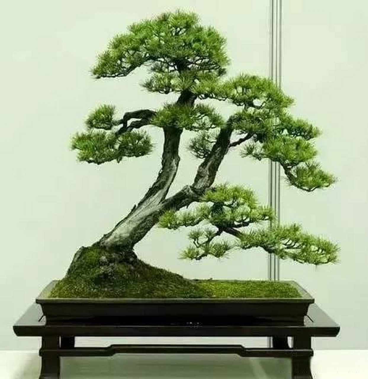 一组松树盆景祝友友们晚安好梦,新的一周工作顺利