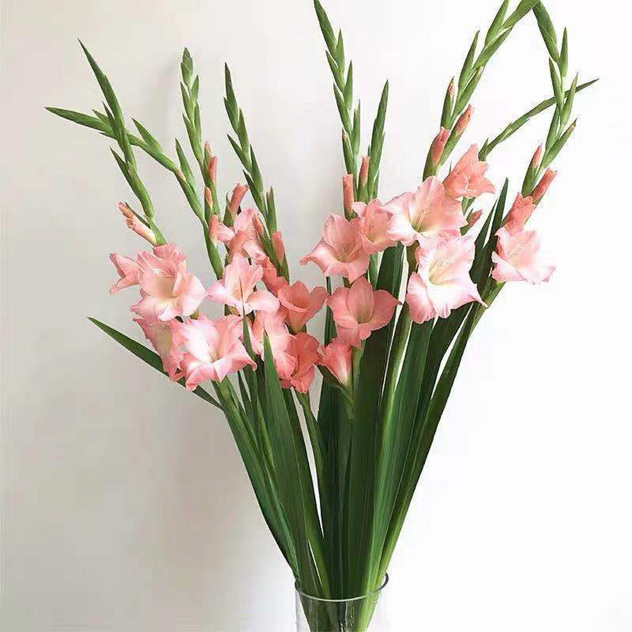 剑兰花语 花语(1):福禄,富贵,节节上升 剑兰叶似长剑,意指可以挡珊屯