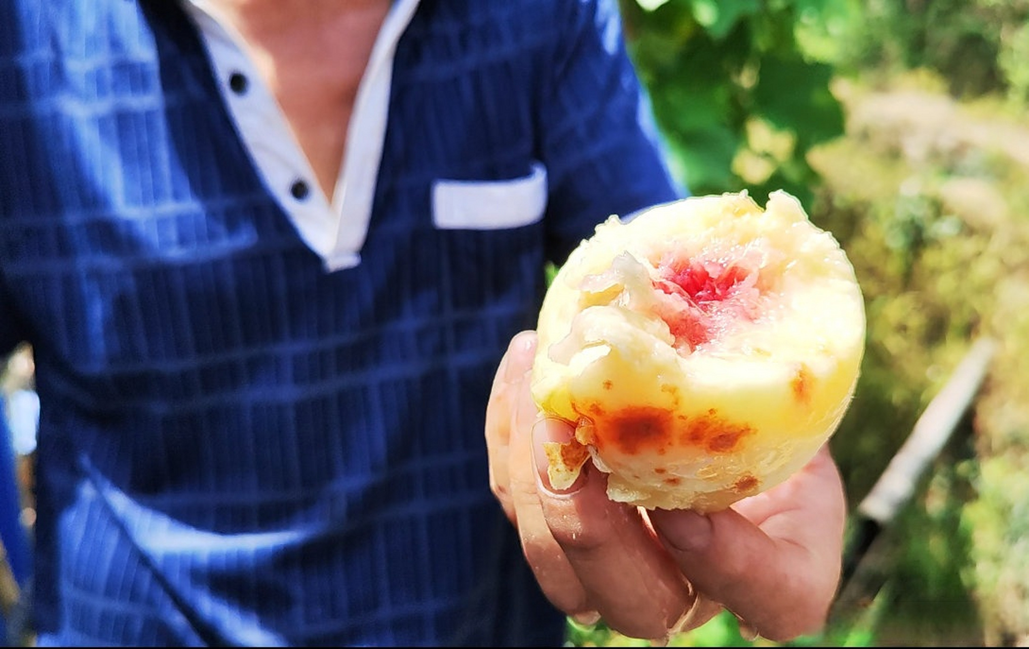 【#寻觅奉化玉露桃感受老味道# 】大暑过后,奉化的玉露桃进入到成熟