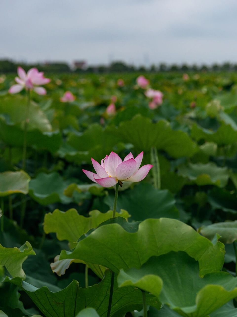 拍摄时间:2021年6月27日 拍摄地点:新浜村荷花园 	 去新浜荷花园拍