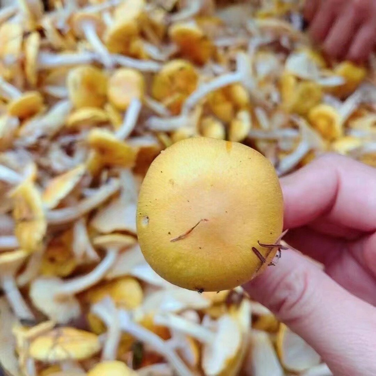 野生小黄蘑 野生小黄蘑～～天下第一鲜大山里的美味,人工采摘,自然