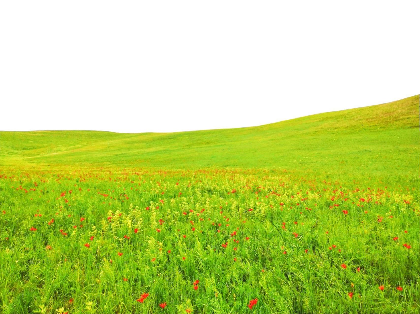 萨日朗花就是山丹花,萨日朗是蒙古语,意思是草原上的山丹花,代表团结